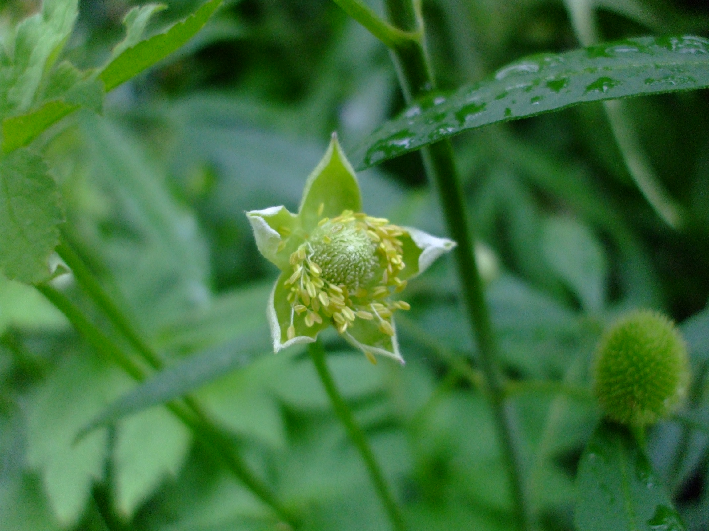 Anemone virginiana